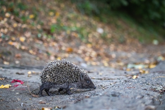 例如中锋 例如中锋